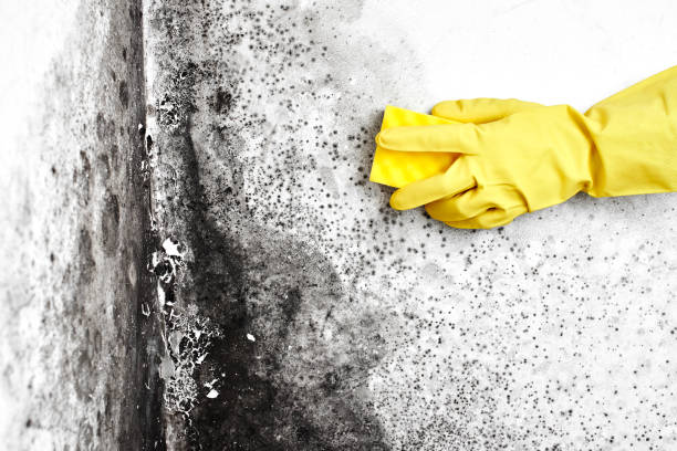 Best Mold Remediation for Specific Building Types in Holliday, TX