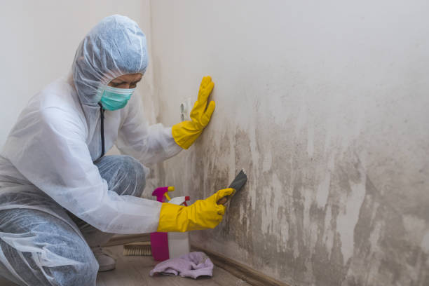 Best White Mold Remediation in Holliday, TX