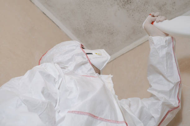 Reliable Holliday, TX Mold Remediation Solutions