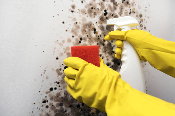 Best Residential Mold Remediation in Holliday, TX