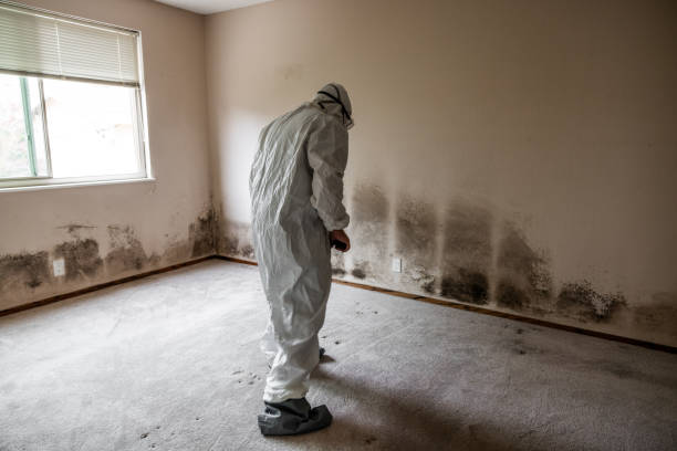 Best Industrial Mold Remediation in Holliday, TX