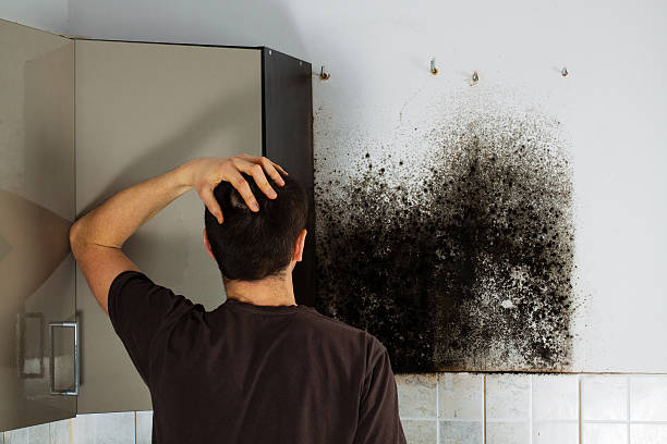 Best Residential Mold Remediation in Holliday, TX