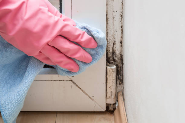 Best Emergency Mold Remediation in Holliday, TX