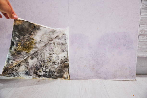 Best Preventive Mold Services in Holliday, TX